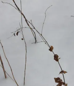 downy agrimony thumbnail 2