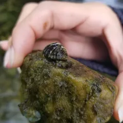 Zebra Mussel thumbnail 3