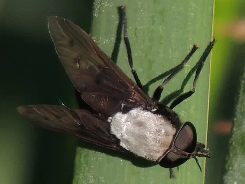 Stygian Horse Fly