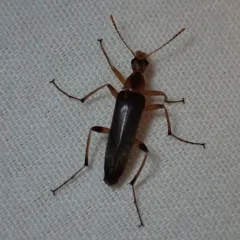 False Leptura Beetle thumbnail 2