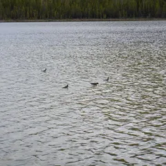 Red-necked Phalarope thumbnail 2