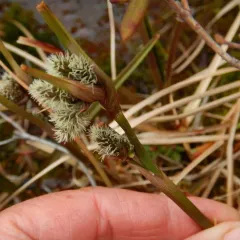 Common Cottongrass thumbnail 4