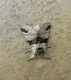 Furcula gigans thumbnail 3