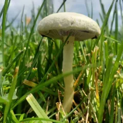 Bearded Fieldcap thumbnail 3