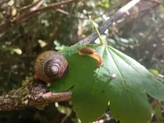 Malone Jumping-slug thumbnail 4