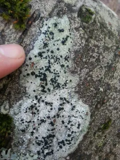 White Heart Lichen thumbnail 2