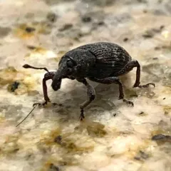 Seedling Debarking Weevil thumbnail 4