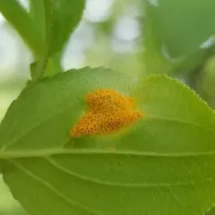 Crown Rust thumbnail 4