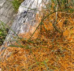 Pacific goldenthread thumbnail 3