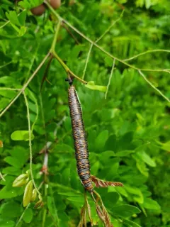 Magdalen Underwing thumbnail 2