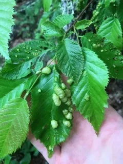Taphrina virginica thumbnail 1