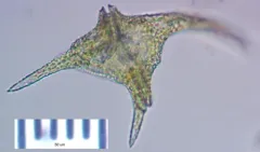 Ceratium carolinianum thumbnail 2