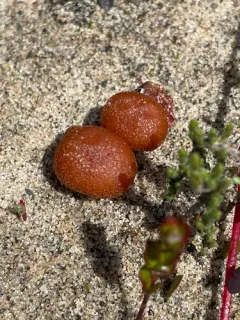 sand deceiver thumbnail 3