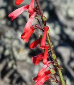 firecracker penstemon thumbnail 3