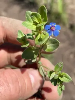 Blue Scarlet Pimpernel thumbnail 2