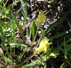 Yellow Evening Primrose thumbnail 3