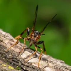 Ibalia anceps thumbnail 1