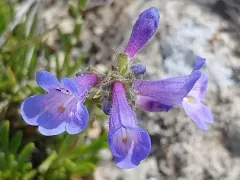 Stiffleaf Penstemon thumbnail 2