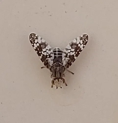 Oxyna aterrima