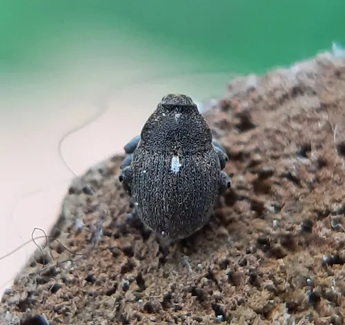 Punctate Minute Seed Weevil