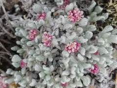 Railroad Canyon Wild Buckwheat thumbnail 3