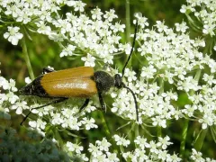 Proximal Long-horned Beetle thumbnail 4