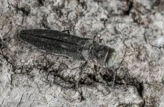 Granulate Poplar Borer thumbnail 3