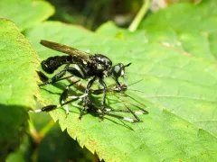 Common Black Laphria thumbnail 3