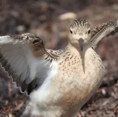 Buff-breasted Sandpiper thumbnail 2