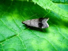 Anacampsis fragariella thumbnail 2