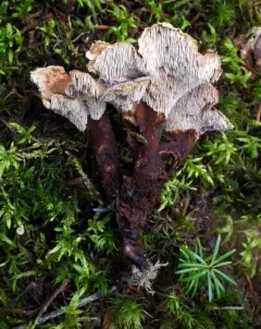Spruce Tooth thumbnail 4
