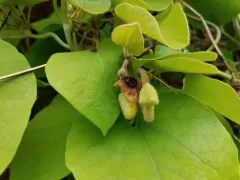 woolly Dutchman's pipe thumbnail 3