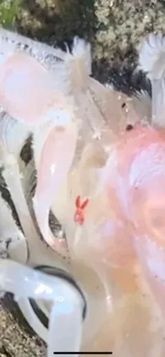 red copepod thumbnail 4