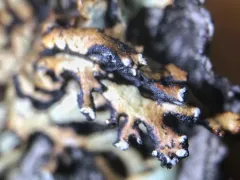 Powdered Tube Lichen thumbnail 4
