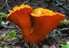 lobster mushroom thumbnail 4