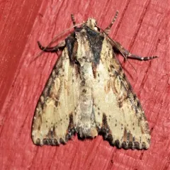 Airy Apamea Moth thumbnail 4