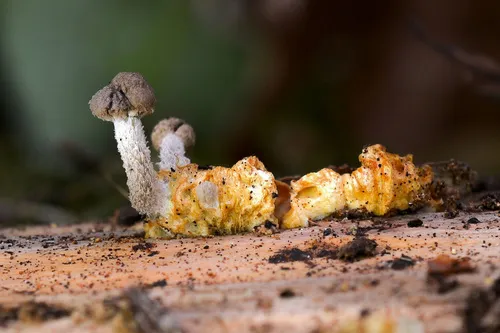 Dissoderma fimbriatum