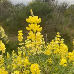 coastal bush lupine thumbnail 2