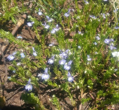 Californian Lobelia