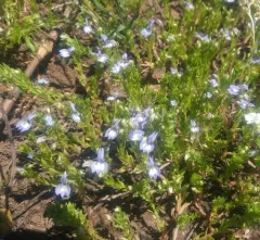 Californian Lobelia thumbnail 1