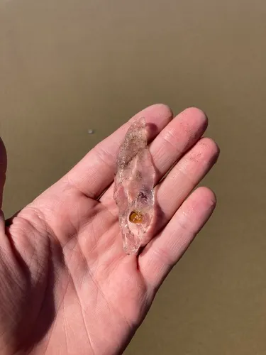Common Salp