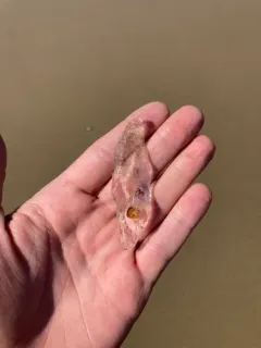 Common Salp thumbnail 1