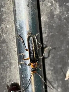 Podabrus intrusus thumbnail 3