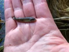 Olympic Mudminnow thumbnail 1