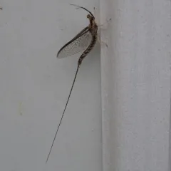 Giant Mayfly thumbnail 4