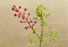Fumaria wirtgenii thumbnail 2