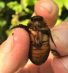 Dytiscus cordieri thumbnail 3