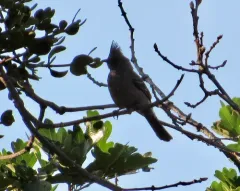 Phainopepla thumbnail 3