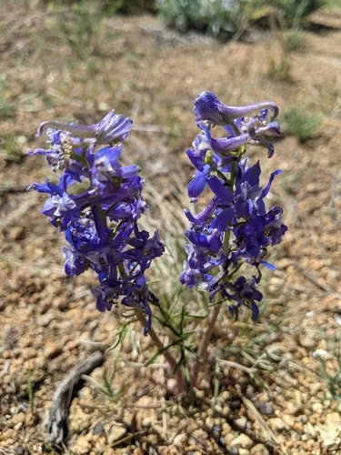 Anderson's larkspur