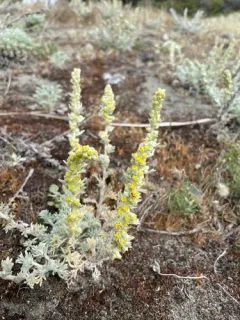 coastal sagewort thumbnail 3